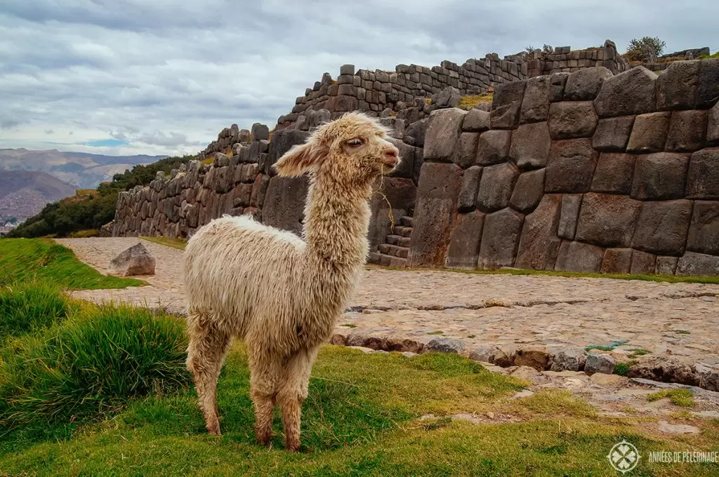 City Tour Cusco de Medio dia Qoricancha y Sacsayhuaman